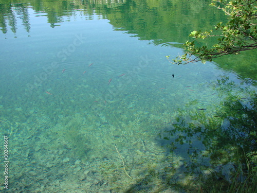 Panorama of a clear, transparent surface of a mountain lake, through which water you can see the bottom covered with plants and old trees. © Hennadii