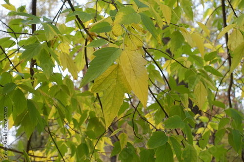 Autumnal foliage of boxelder maple in November