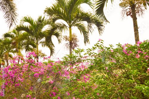 Bougenville flowers are in full bloom