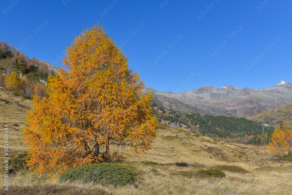 panoramica del bosco in autunno con larici e pini colorati di giallo e arancione panoramica del bosco in autunno con larici e pini colorati di giallo e arancione