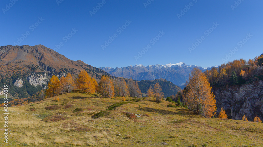 panoramica del bosco in autunno con larici e pini colorati di giallo e arancione
