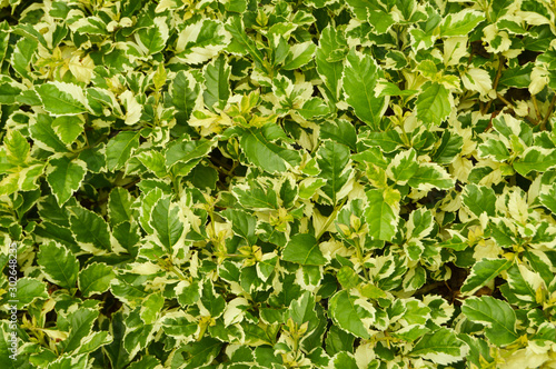 Wallpaper Mural Green leaves for background Torontodigital.ca