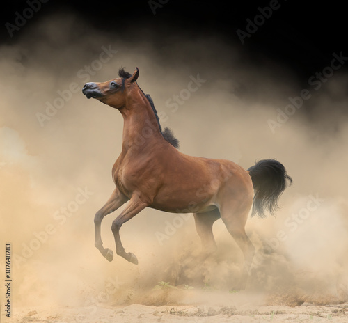 Elegant arabian horse playing wild in the dust