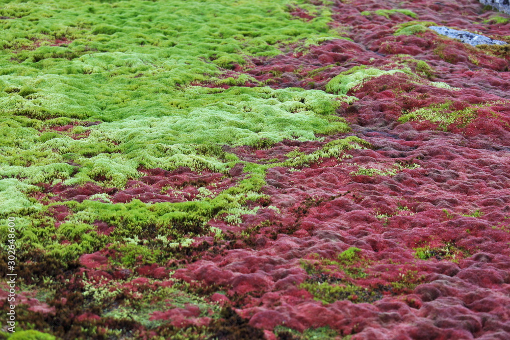 Fotografie Arctic moss - polar colors