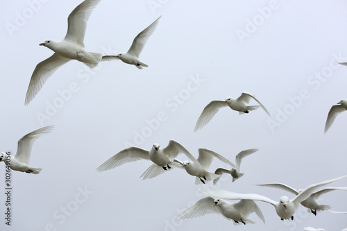 Ivory Gull  Pagophila eburnean  in the Arctic