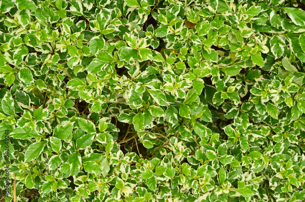 Fototapeta premium Green leaves for background