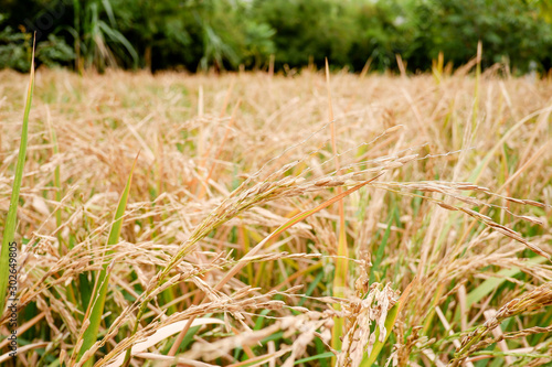 Natural golden organic rice field