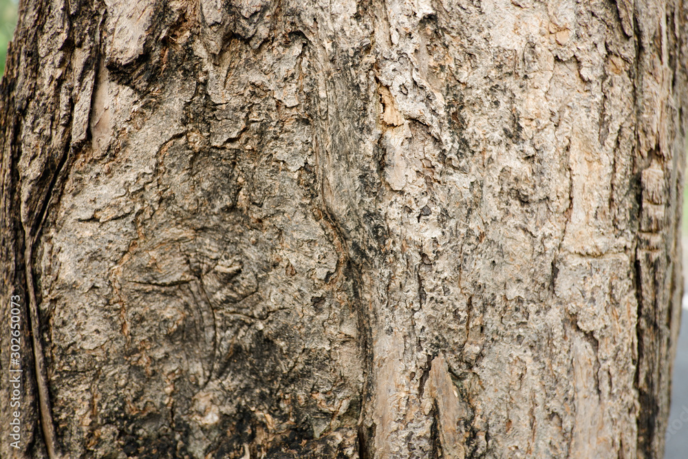Texture of tree for background Texture of tree for background