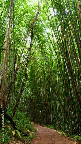 hiking trail through the bamboo forest