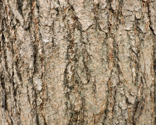 Texture of tree for background