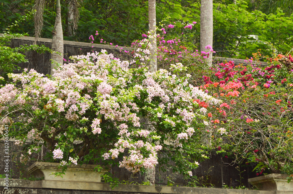 Bougenville flowers are in full bloom Bougenville flowers are in full bloom