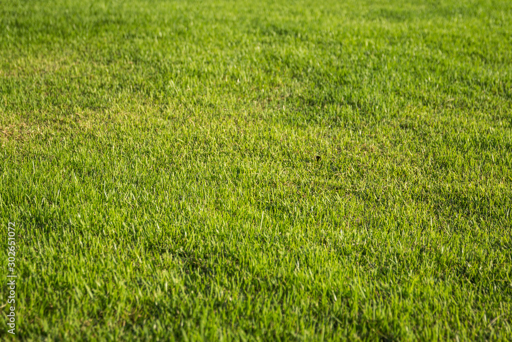 field of green grass field of green grass