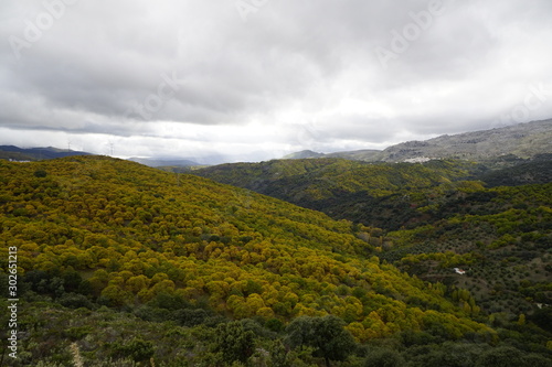 Fotografia forest autumn clouds Castanea sativa chesnut  castañar y  pujerra otoño en el va