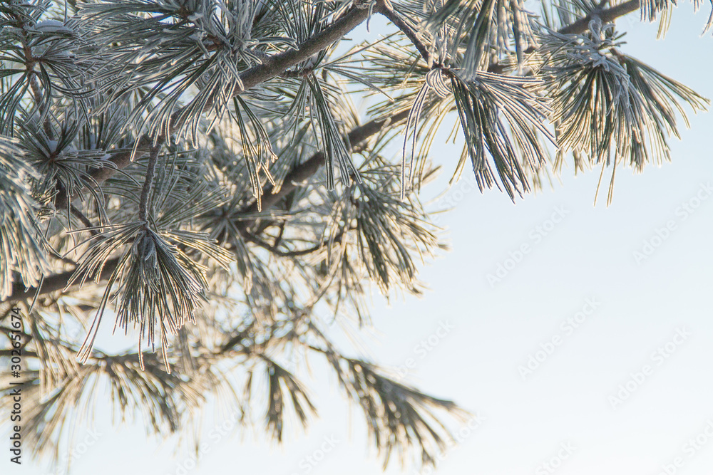 closeup of pine tree frozen branch in winter on the blue sky background closeup of pine tree frozen branch in winter on the blue sky background