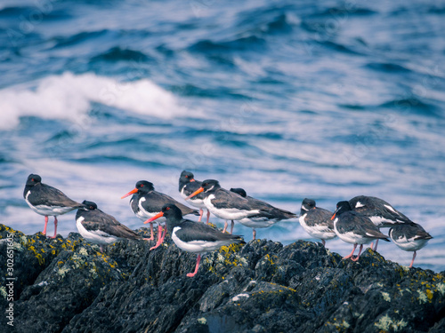 Flock of oystercatcher at peninsula beara in Ireland photo