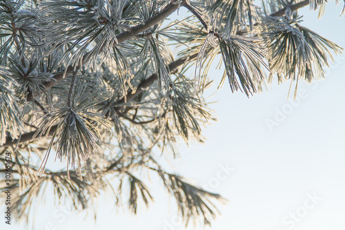 closeup of pine tree frozen branch in winter on the blue sky background