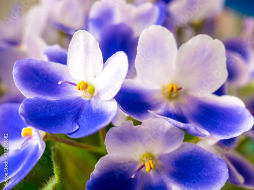 Fototapeta Naklejka Na Ścianę i Meble -  Flowering blue-white African violet (Saintpaulia) - closer look at the flowers - Selective focus.