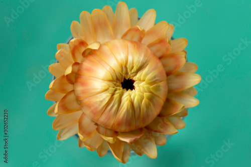 Western Australia Everlastings Bracteantha bracteata up close sharp and clear photo