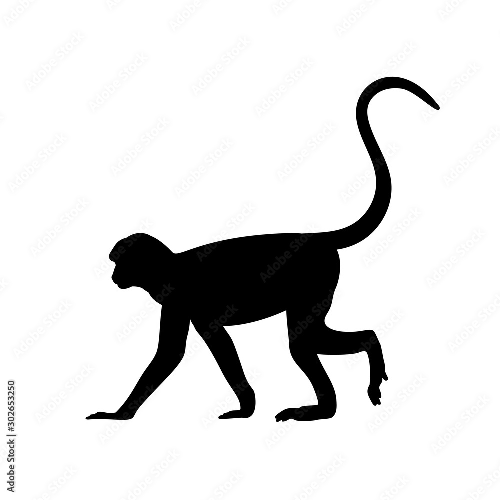 Silhouette of monkey. Animal genus of primates