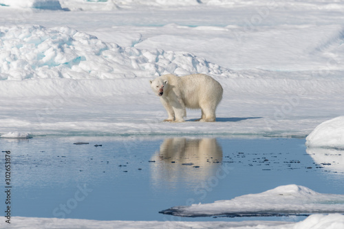 Polar bear  Ursus maritimus  on the pack ice north of Spitsbergen Island  Svalbard  Norway  Scandinavia  Europe