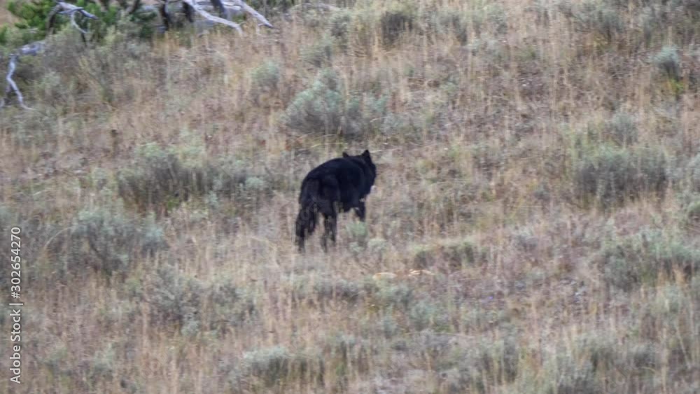 an alpha male black wolf 1014 of the wapiti lake pack walks up a hill at hayden valley of yellowstone national park in wyoming, usa an alpha male black wolf 1014 of the wapiti lake pack walks up a hill at hayden valley of yellowstone national park in wyoming, usa