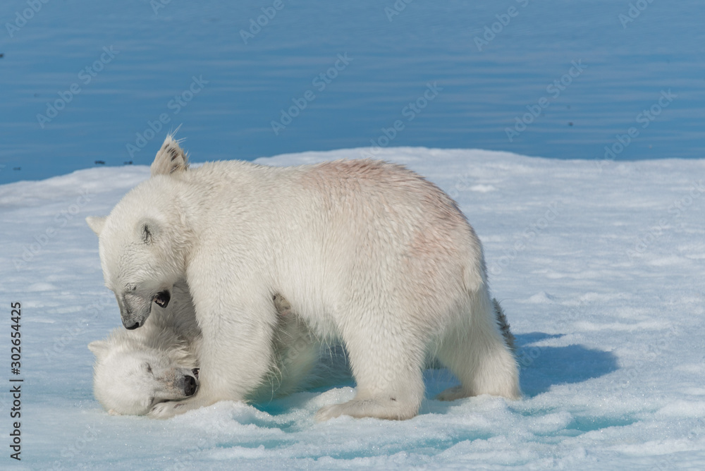 Two young wild polar bear cubs playing on pack ice in Arctic sea, north of Svalbard Two young wild polar bear cubs playing on pack ice in Arctic sea, north of Svalbard
