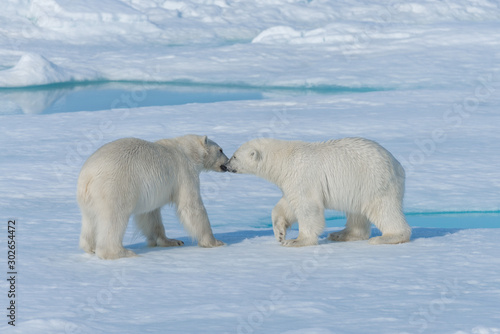 Two young wild polar bear cubs playing on pack ice in Arctic sea, north of Svalbard