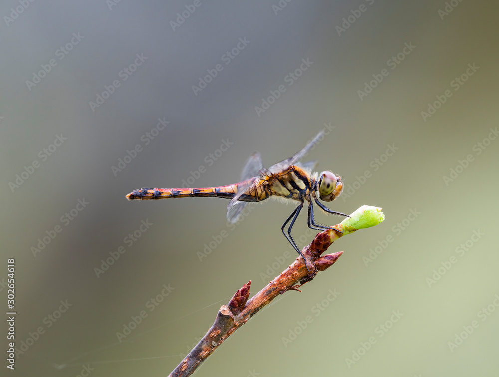 custom made wallpaper toronto digitalナツアカネ雌