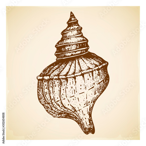vintage Hand drawn seashell illustration isolated. beautiful engraved rapana mollusk marine shell. Realistic sketch of clam conch great for logo or card design. cockleshell black and white silhouette.