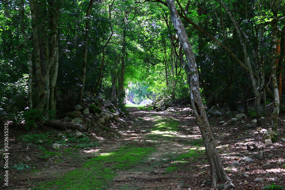 Obraz premium Camino en la selva chiapaneca