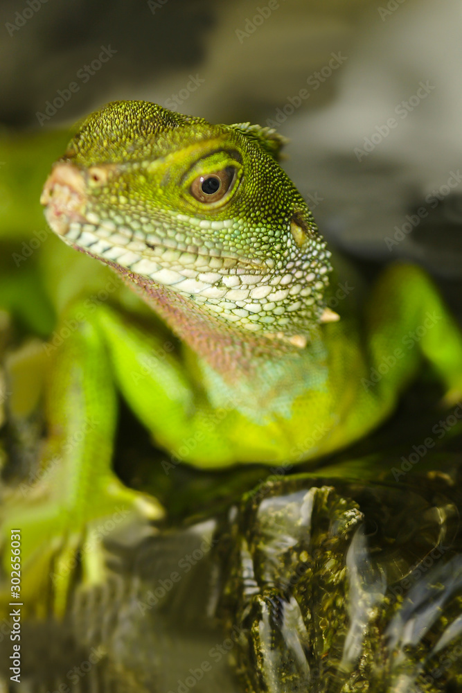 Fototapeta premium Green Water Dragon (Physignathus cocincinus) , lizard ,Agamas (Agamidae)