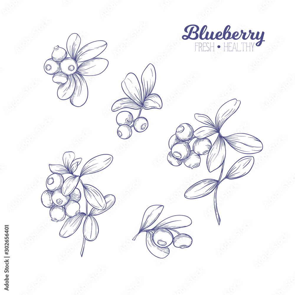 Blueberry. Element for design. Good for product label. Graphic drawing, engraving style. Colored vector illustration Blueberry. Element for design. Good for product label. Graphic drawing, engraving style. Colored vector illustration