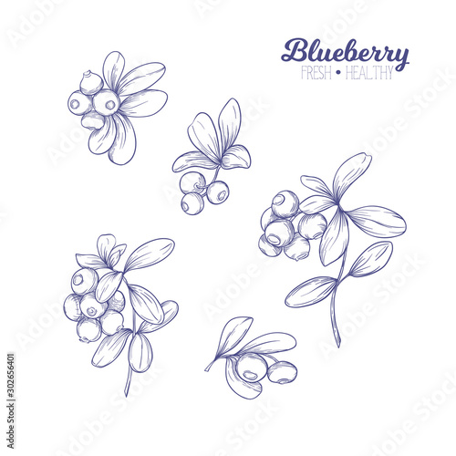 Blueberry. Element for design. Good for product label. Graphic drawing, engraving style. Colored vector illustration