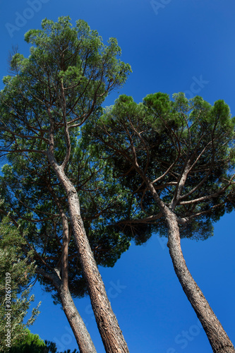 Lucca Tuscany Italy. Scaffolding Pine tree