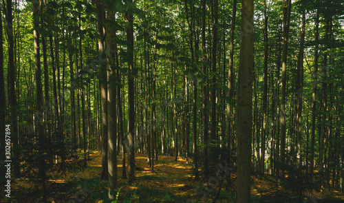 Fototapeta Naklejka Na Ścianę i Meble -  Mixed thick forest in the Carpathian mountains, Romania