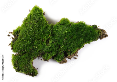 Green moss isolated on white background, top view