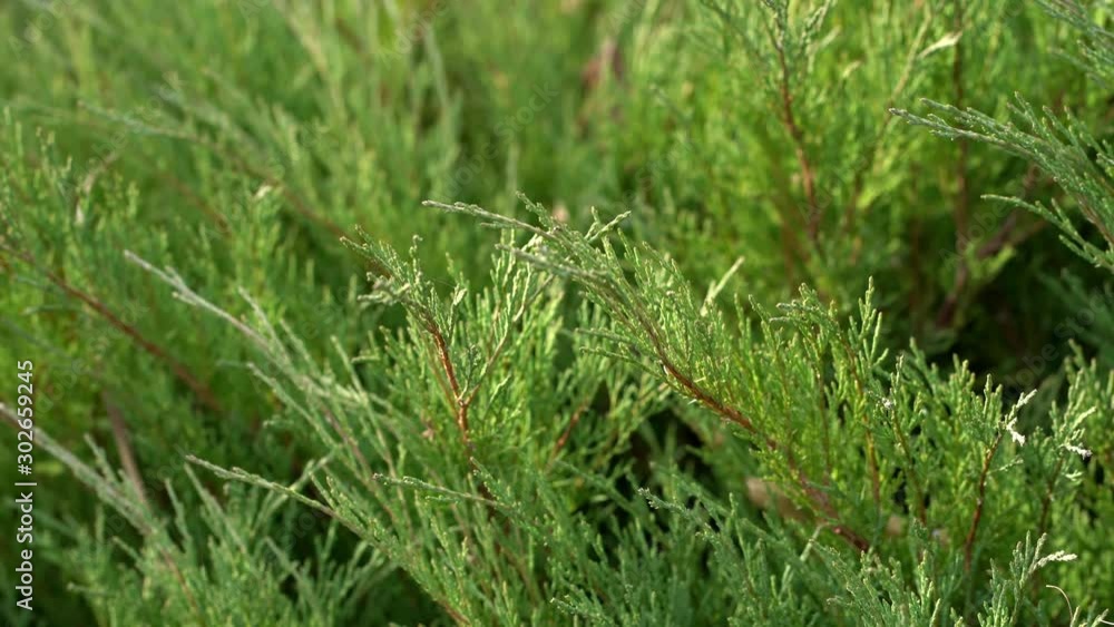 Green bush of cypress. Close-up. Cypress branches in the afternoon on the street Green bush of cypress. Close-up. Cypress branches in the afternoon on the street