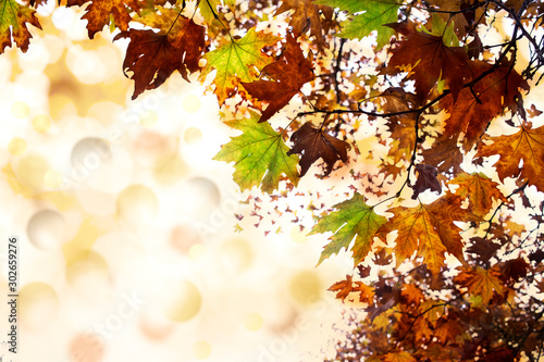 Autumn maple leaves .Falling leaves natural background