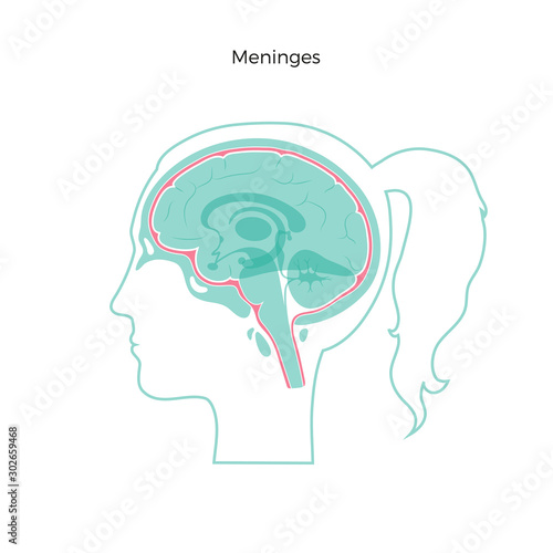 Vector isolated illustration of Meninges