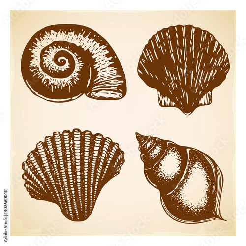 vintage Hand drawn seashell collection. Set of various beautiful engraved mollusk marine shells on retro textured background. Realistic sketch of cockleshell like conch, oyster, spiral, clam, scallop