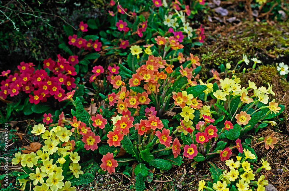 Spring display of colourful Primulas in a cottage garden