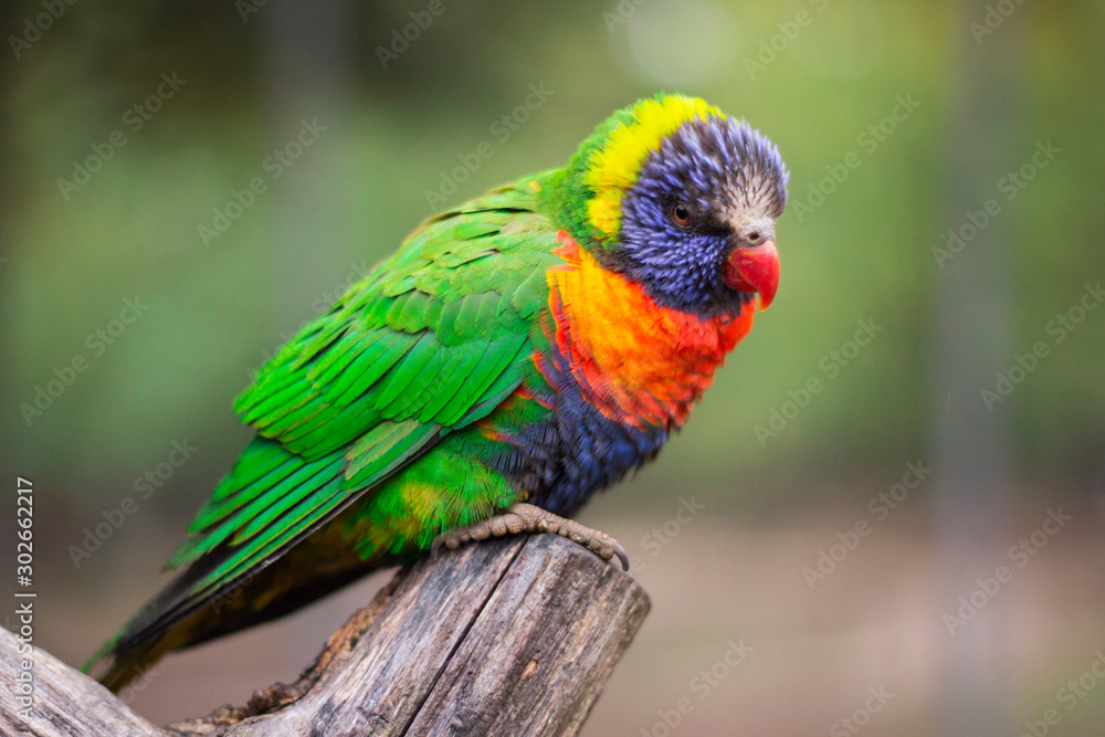 Fototapeta premium Perroquet coloré, Loriquet arc-en-ciel, Trichoglossus moluccanus, oiseau, Australie