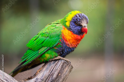 Perroquet coloré, Loriquet arc-en-ciel, Trichoglossus moluccanus, oiseau, Australie