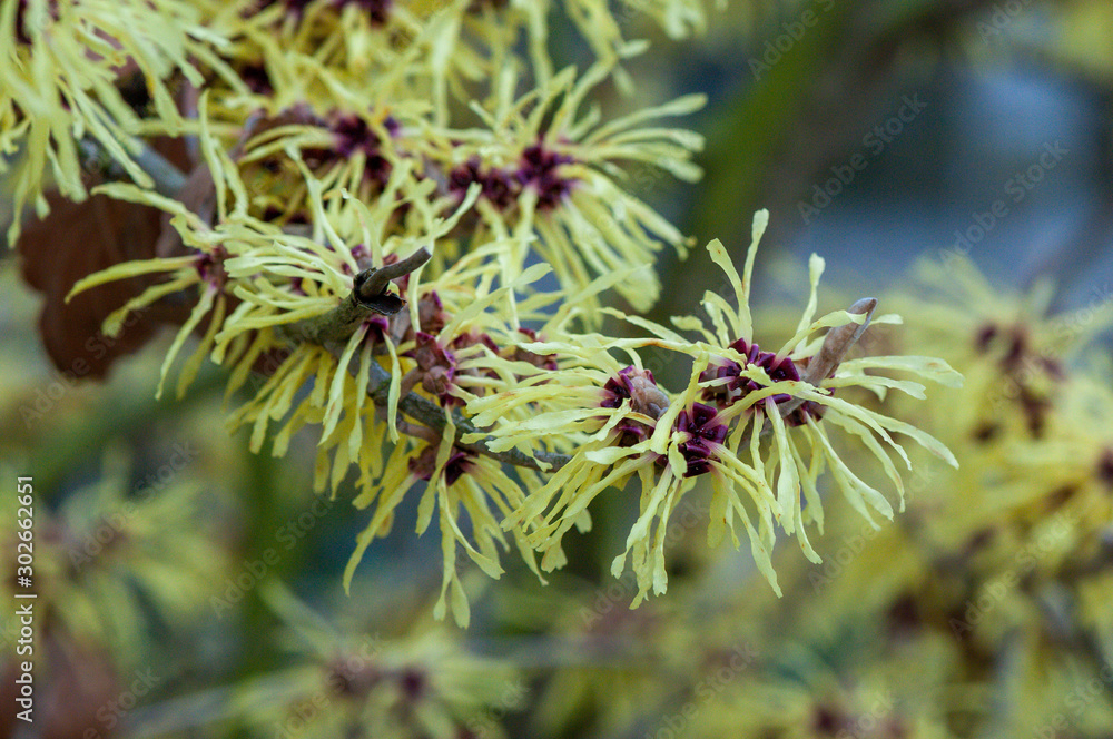 Hamamelis Hamamelis