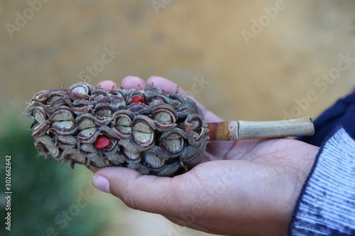 Samenkapsel einer Magnolie in der Hand