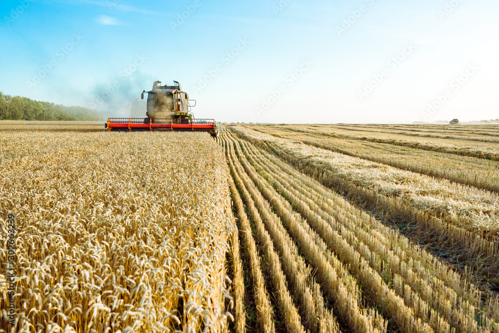 Fototapeta premium Combine harvester harvests ripe wheat. Ripe ears of gold field on the sunset cloudy orange sky background. . Concept of a rich harvest. Agriculture image