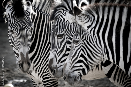 Zebras1
