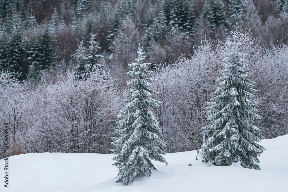 Naklejka premium Heavy winter in the Cozia Mountain, part of the Carpathian Mountains.