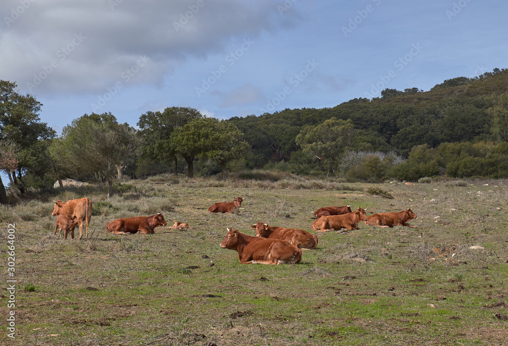 cows in the meadow with blue sky cows in the meadow with blue sky