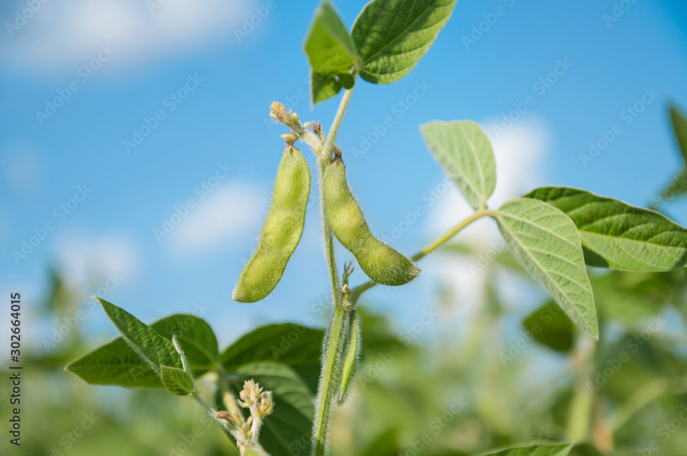 Foto de Young green pods of varietal soybeans on a plant stem in a soybean field at noon during